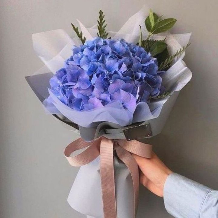 Гортензия голубая в Томске