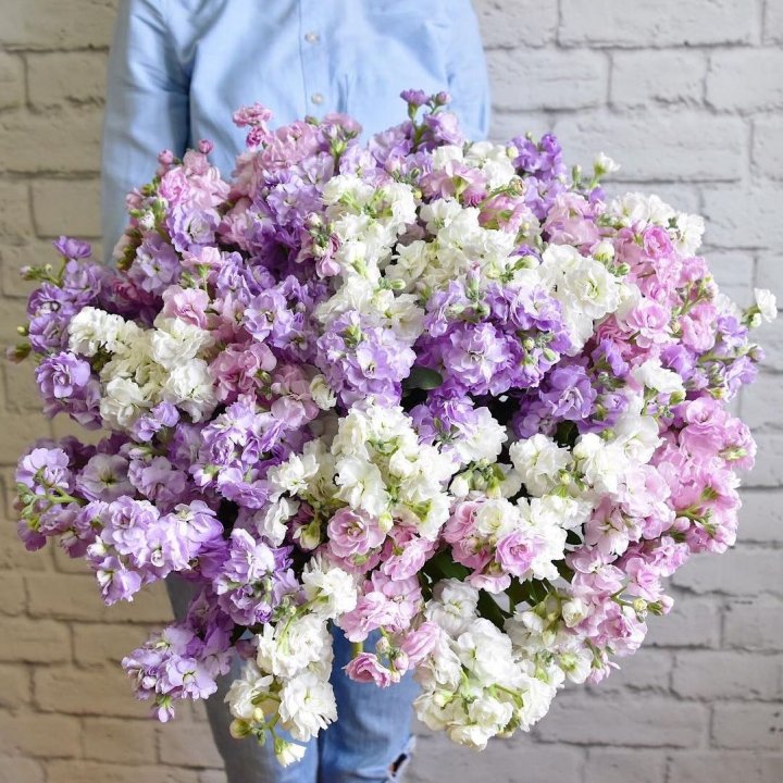 Облако маттиол в Томске