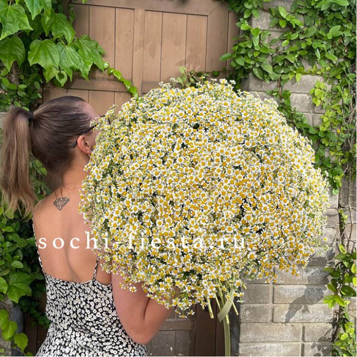 101 ромашка в Томске