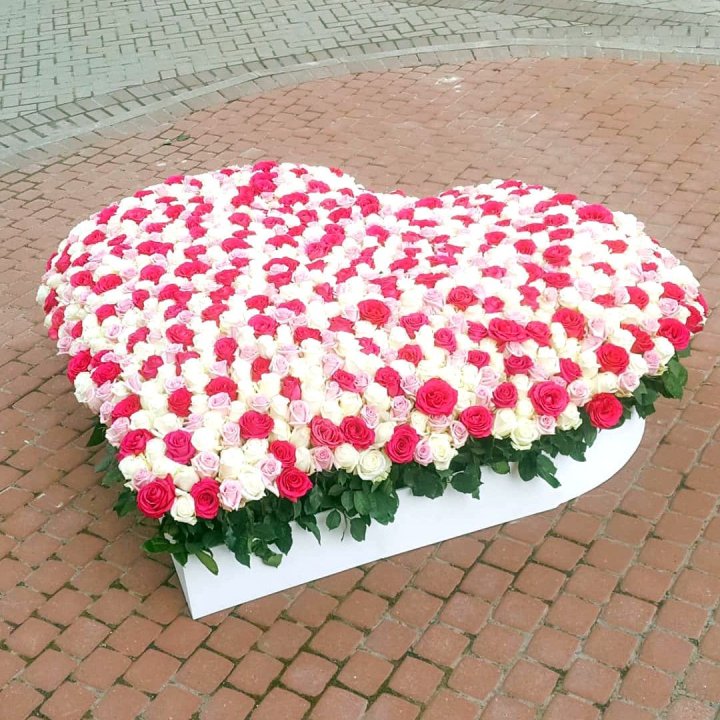 555 роза  в Томске