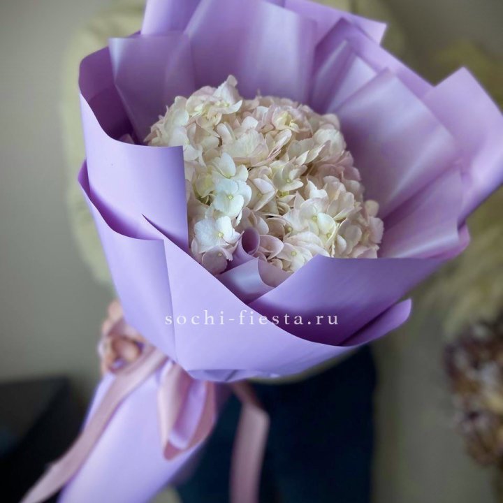 Гортензия розовая в Томске