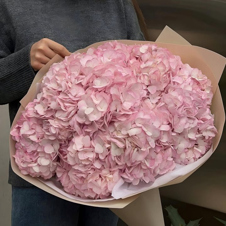 Гортензия  "РОЗЕ" в Томске