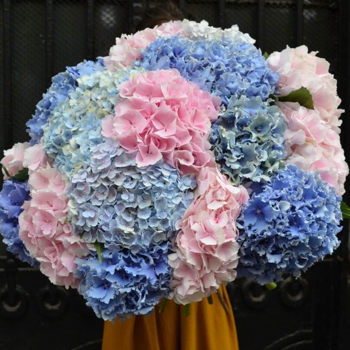 Букет гортензий "Фонтан" в Томске