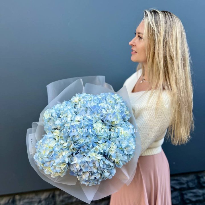 7 голубых гортензий в Томске