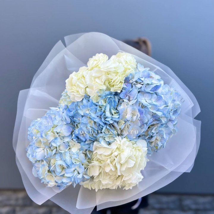 5 бело-голубых гортензий в Томске