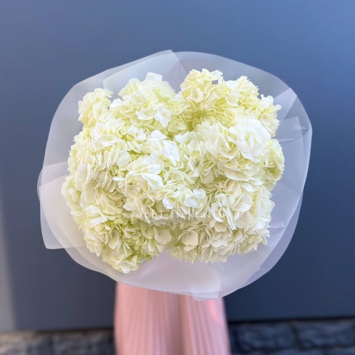 7 белых гортензий в Томске