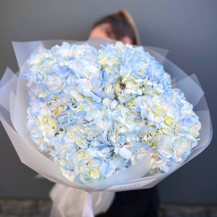 5 голубых гортензий в Томске