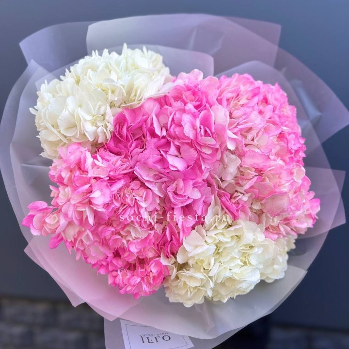 5 бело-розовых гортензий в Томске