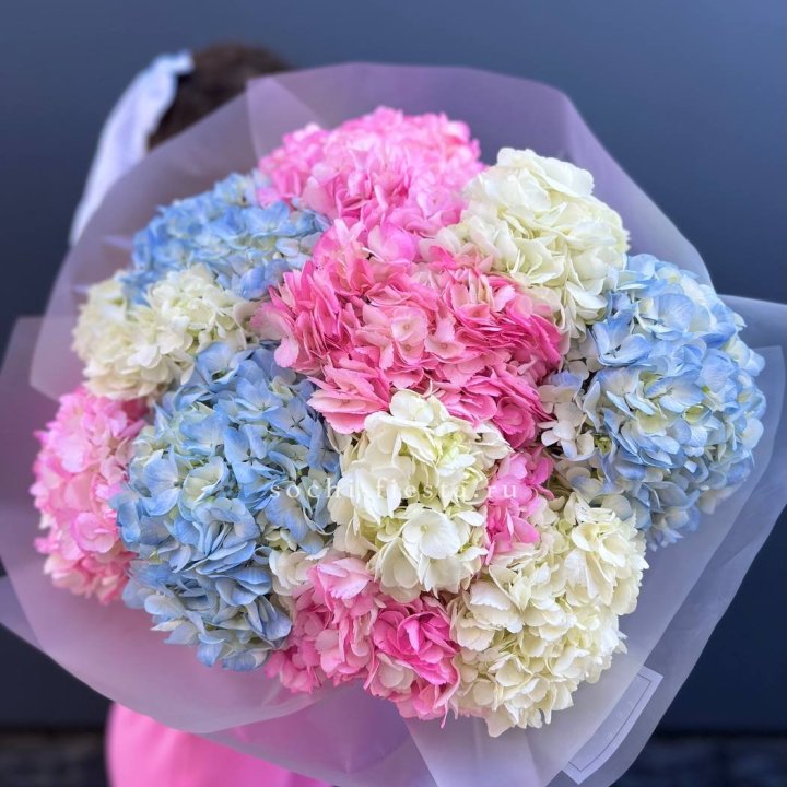 11 гортензий микс в Томске
