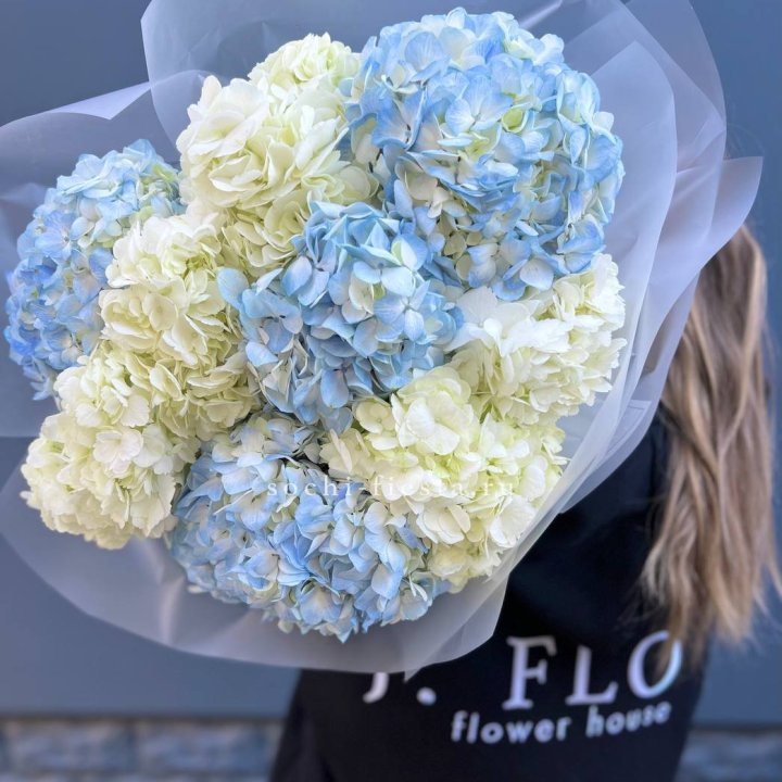9 бело-голубых гортензий в Томске