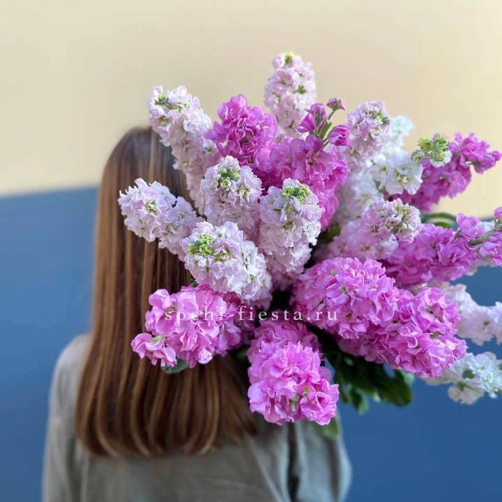 Охапка маттиолы в Томске