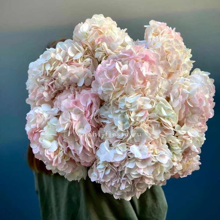 Охапка розовой гортензии в Томске