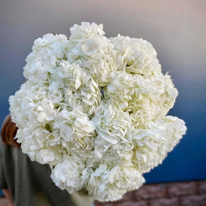 Охапка белой гортензии в Томске