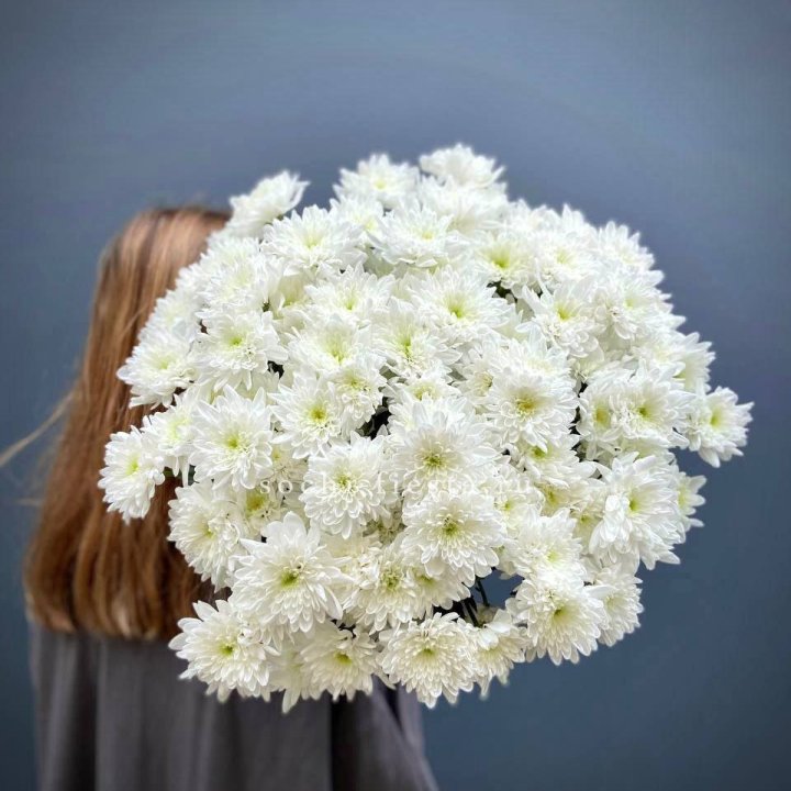 Охапка Хризантемы кустовой в Томске