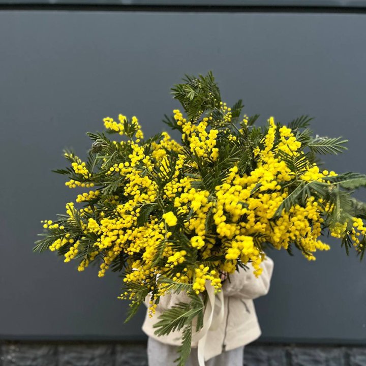 Охопка мимозы в Томске