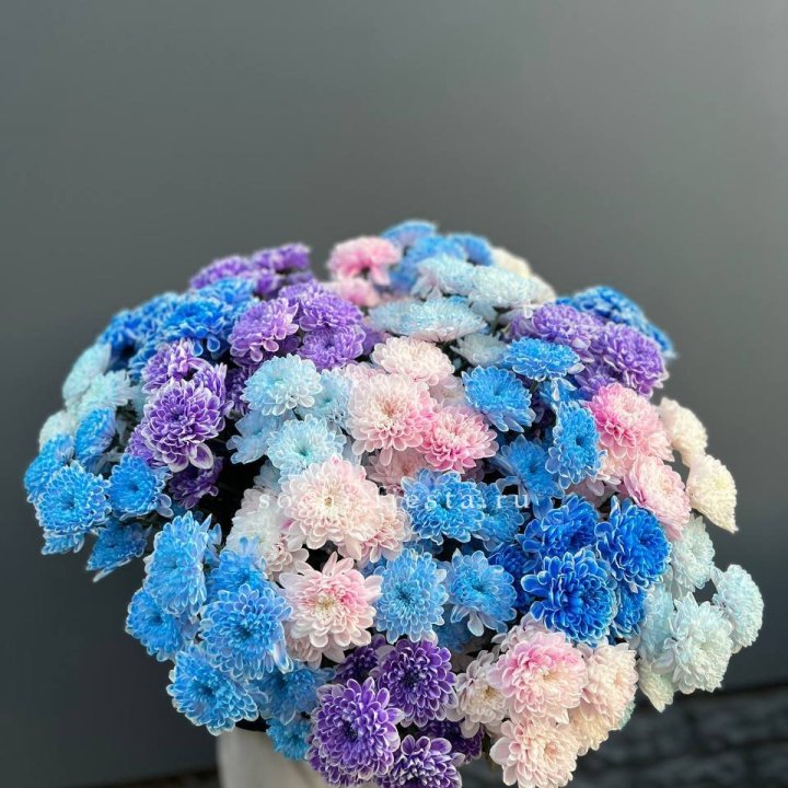 25 цветных хризантем в Томске