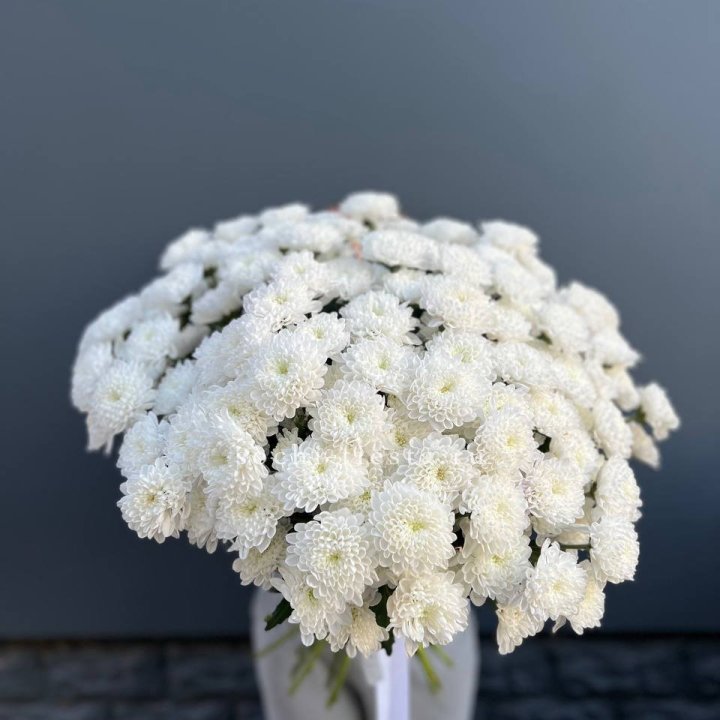  25 хризантем белых в Томске