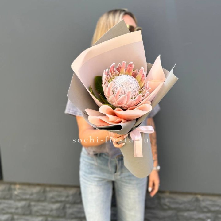 Протея мини  в Томске