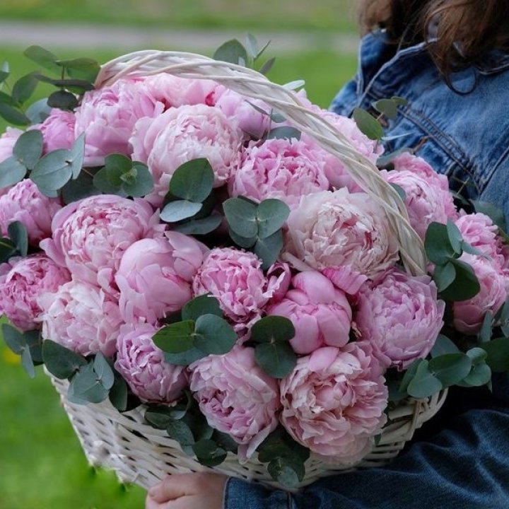 51 пион в корзине в Томске