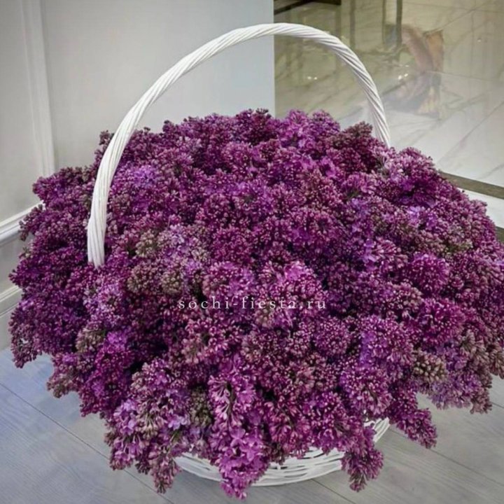 Корзина сирени в Томске